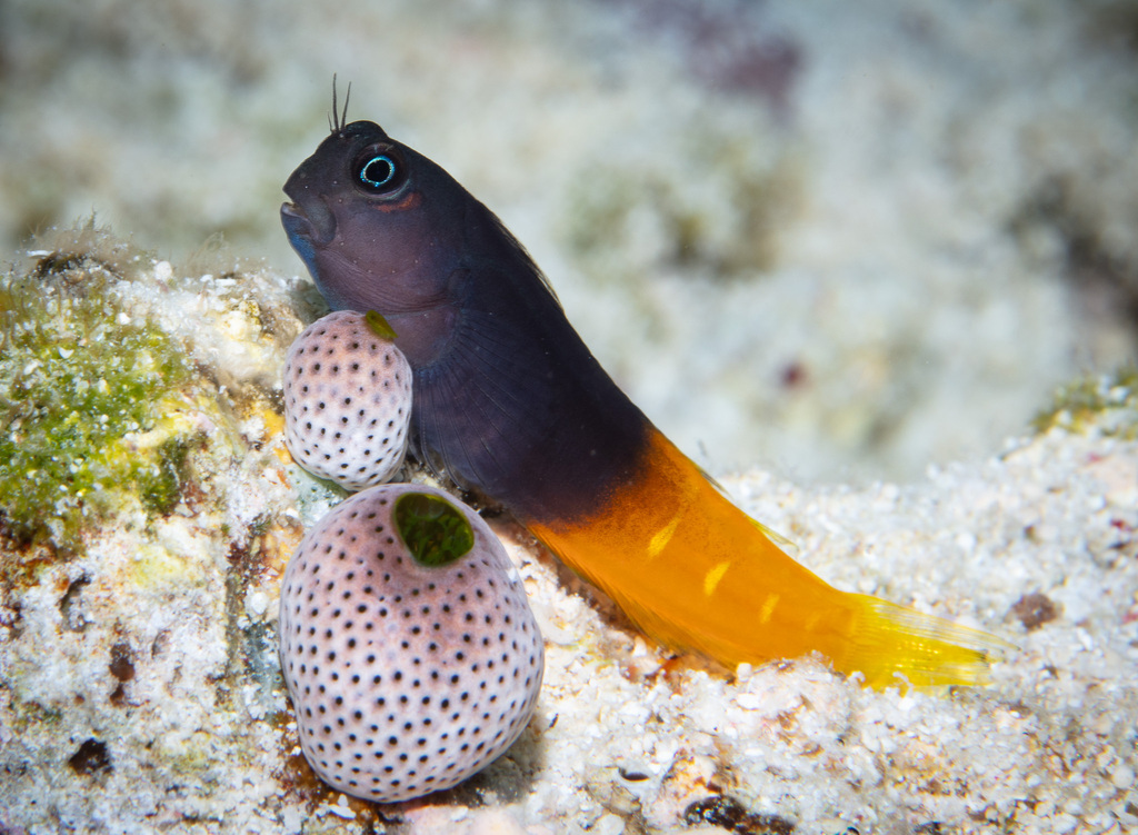 Bicolor blenny (Ecsenius bicolor) — Blenniidae