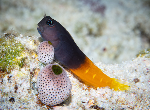 Tweekleurige slijmvis (Ecsenius bicolor) — Blenniidae