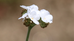 Plagiobothrys canescens