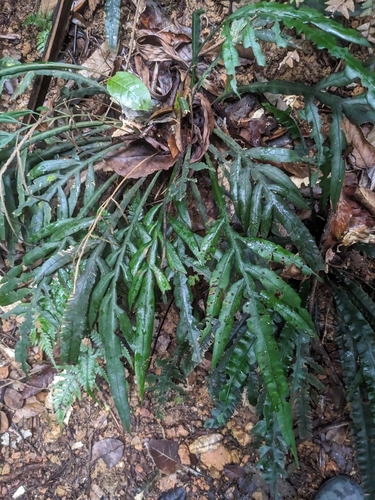 Image of Blechnum patersonii by (c) Richard Shirky, some rights reserved (CC BY)