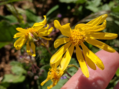 Senecio californicus