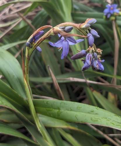 Image of Dianella congesta by (c) Richard Shirky, some rights reserved (CC BY)