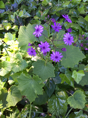 Pericallis × hybrida
