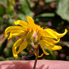 Senecio californicus
