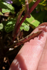 Senecio californicus