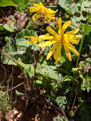 Senecio californicus