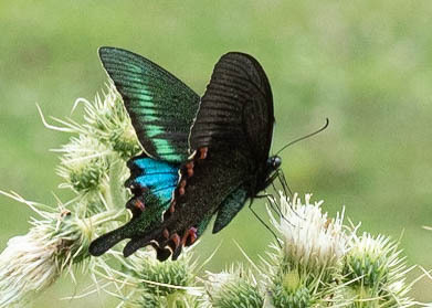 Common Peacock