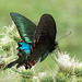Papilio polyctor - Photo (c) shirdipam, algunos derechos reservados (CC BY-NC), subido por shirdipam