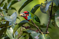 Malabar Barbet photo 2