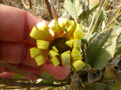 Arctotis verbascifolia