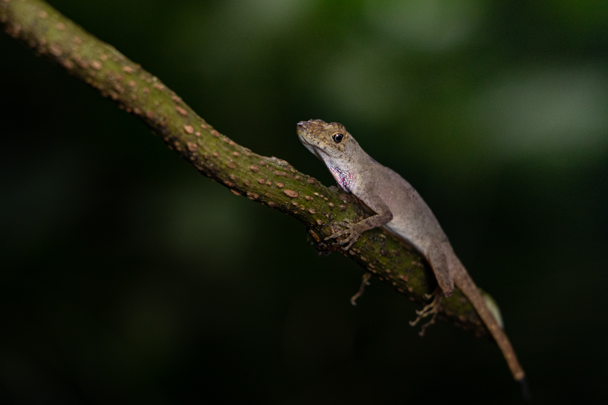 Cope's Veracruz Anole photo 6