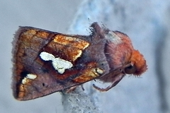 Plusia magnimacula