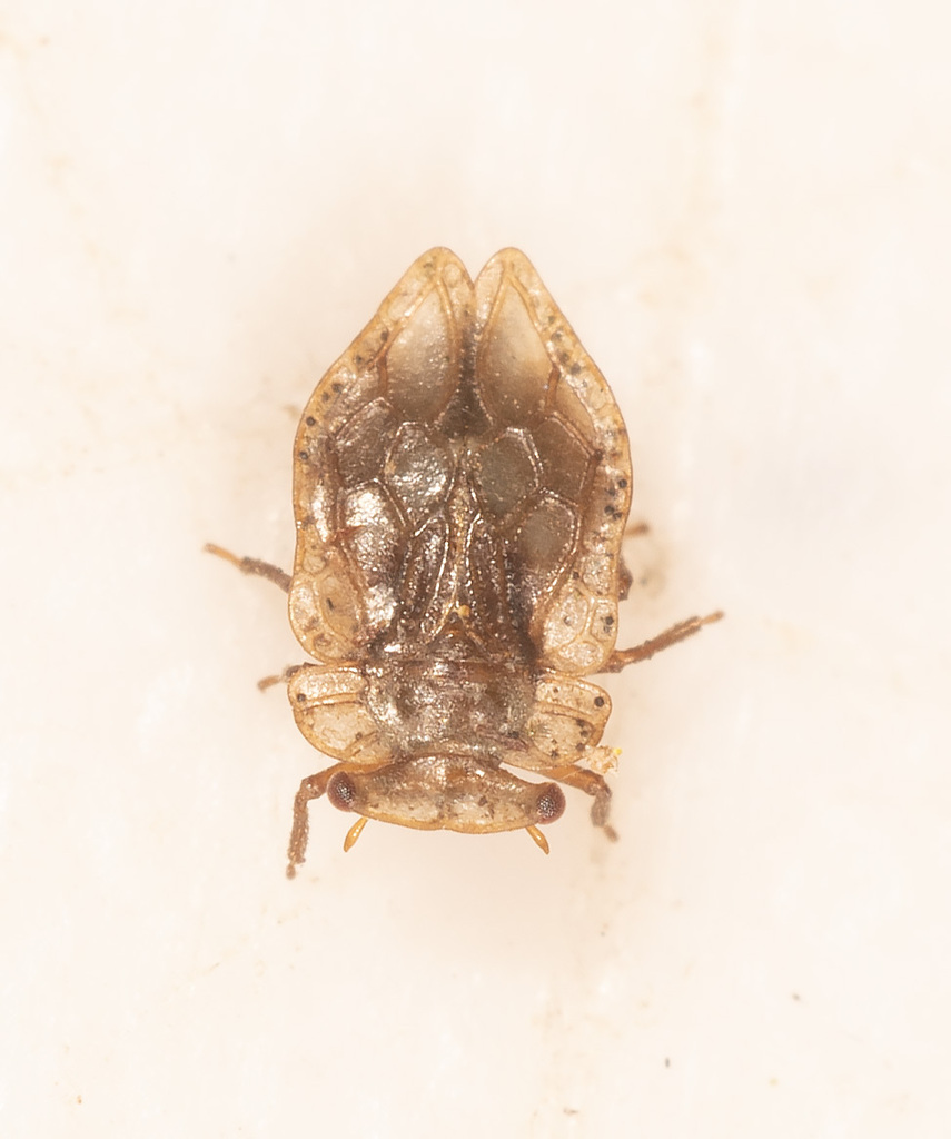 Hemiodoecus leai