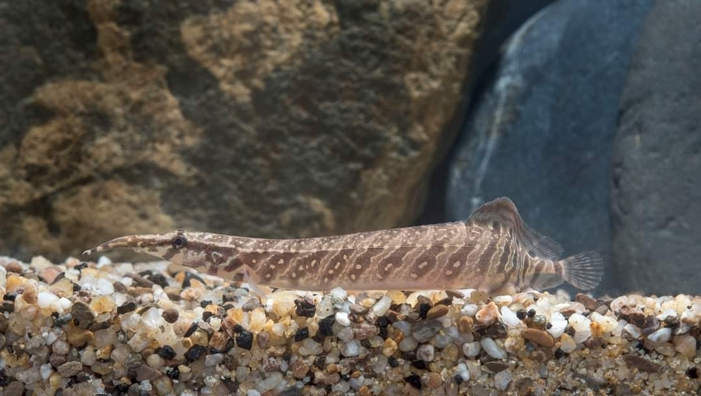 Tapir Spiny Eel