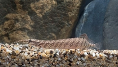 Tapir Spiny Eel photo 1