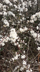 Prunus spinosa