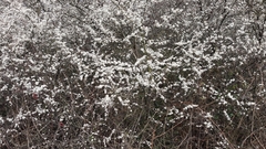 Prunus spinosa