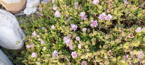 Image of Rodondo Creeper by (c) Adele SL, some rights reserved (CC BY)