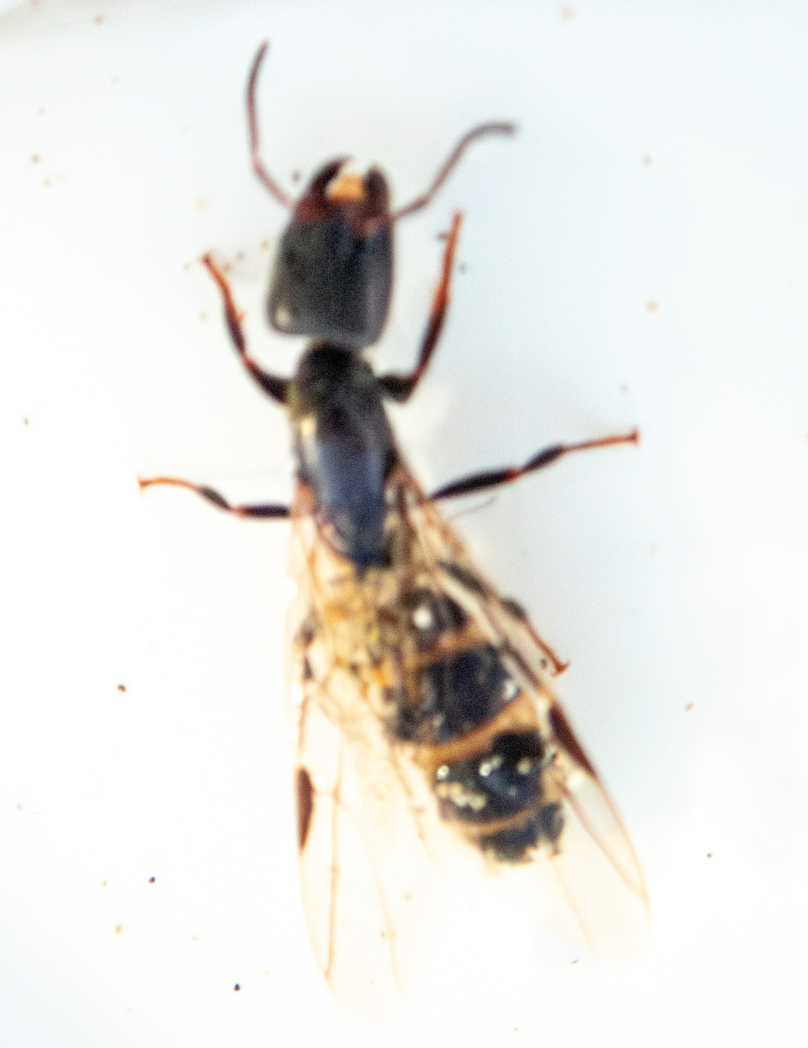 Azteca forelii