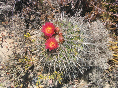 Ferocactus fordii borealis