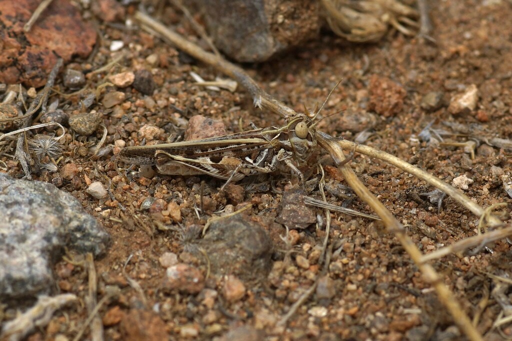 Austroicetes interioris