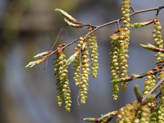 Carpinus tschonoskii