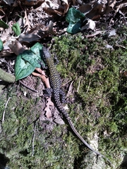 Podarcis muralis nigriventris