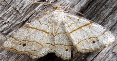 Trigrammia quadrinotaria