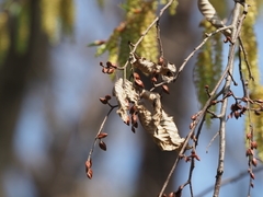 Carpinus tschonoskii