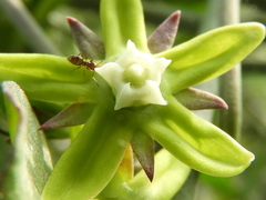 Araujia brachystephana