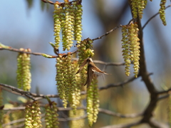 Carpinus tschonoskii