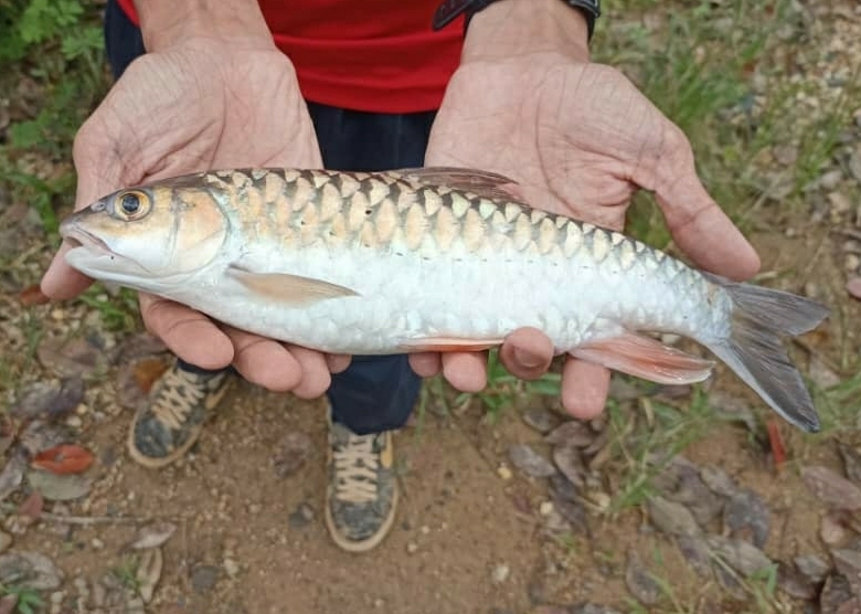 Boka (Neolissochilus hexagonolepis) — Cyprinidae