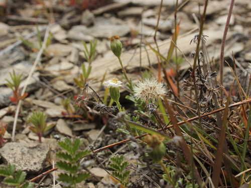 Image of Vittadinia australis by (c) Joe Dillon, some rights reserved (CC BY)