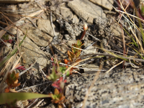 Epilobium hectorii (Epilobium hectorii)