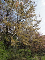 Carpinus tschonoskii