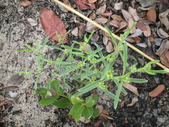 Raphionacme velutina
