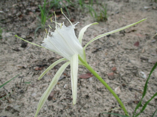 Image of Pancratium tenuifolium by no rights reserved