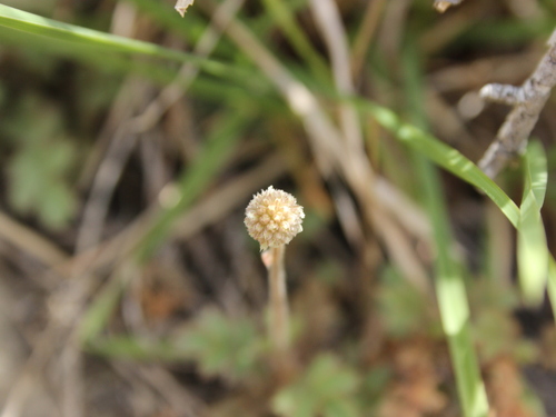 Image of Acaena caesiiglauca by (c) Joe Dillon, some rights reserved (CC BY)