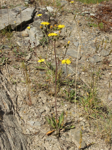Tall hawkweed (Pilosella piloselloides)