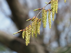 Carpinus tschonoskii