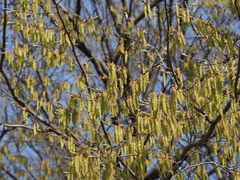 Carpinus tschonoskii