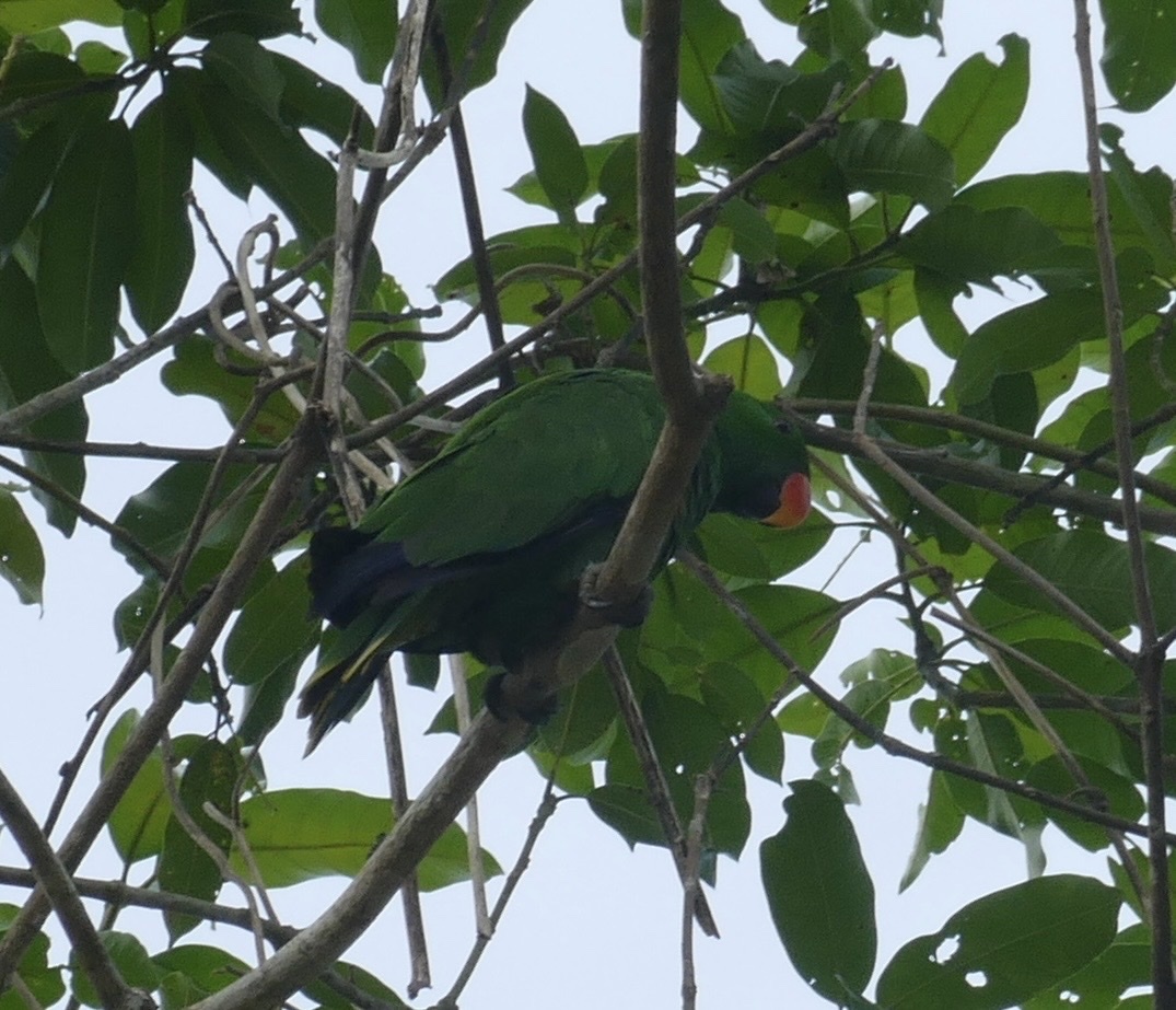 Moluccan Eclectus