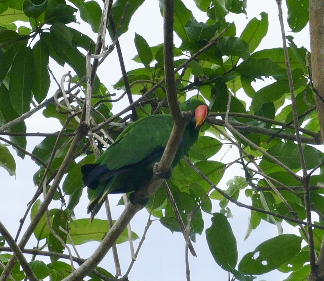 Moluccan Eclectus