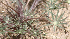 Lupinus benthamii