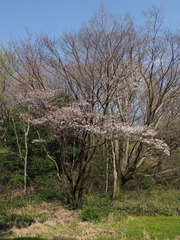 Prunus jamasakura