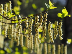 Stachyurus praecox