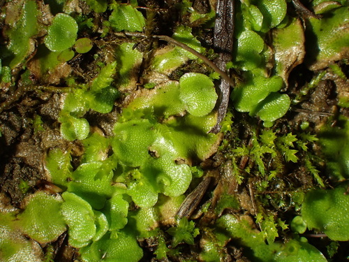 Lunularia cruciata ssp. cruciata