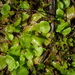 Lunularia cruciata cruciata - Photo (c) Richard Hasegawa, algunos derechos reservados (CC BY-NC), subido por Richard Hasegawa