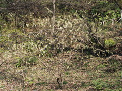 Stachyurus praecox