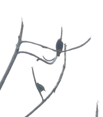 Yellow-faced Myna (Mino dumontii), photo 9